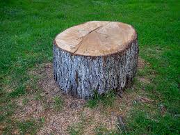 Trusted Loganville, GA Tree Services Experts
