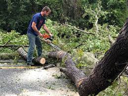 Best Storm Damage Tree Cleanup  in Lonville, GA