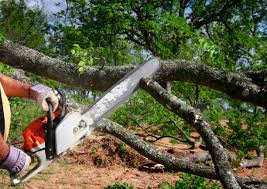 Best Hedge Trimming  in Lonville, GA
