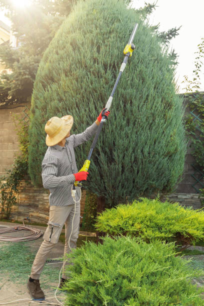 Best Tree Cabling and Bracing  in Lonville, GA