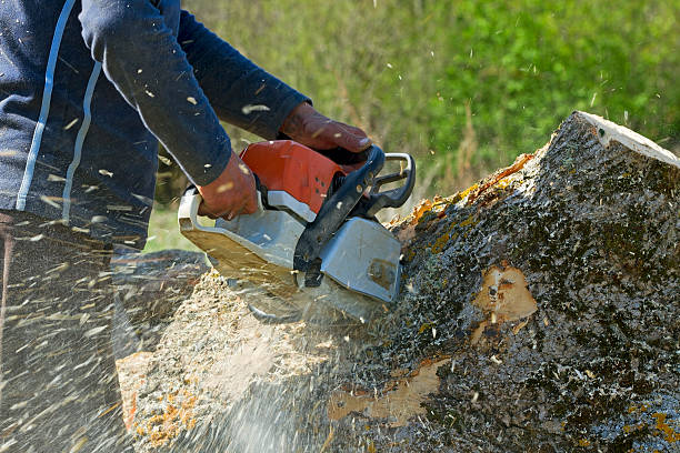 Best Organic Lawn Care Solutions  in Lonville, GA